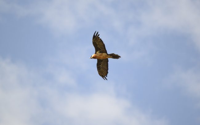 Bearded Vulture