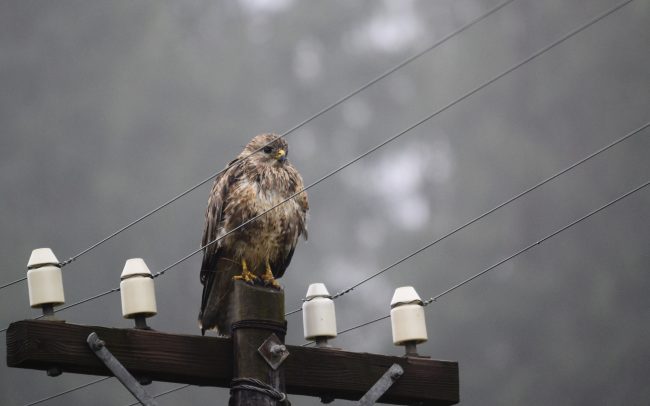 common buzzard